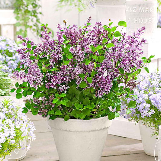 Dwergsering 'Dark Purple' - Bakker