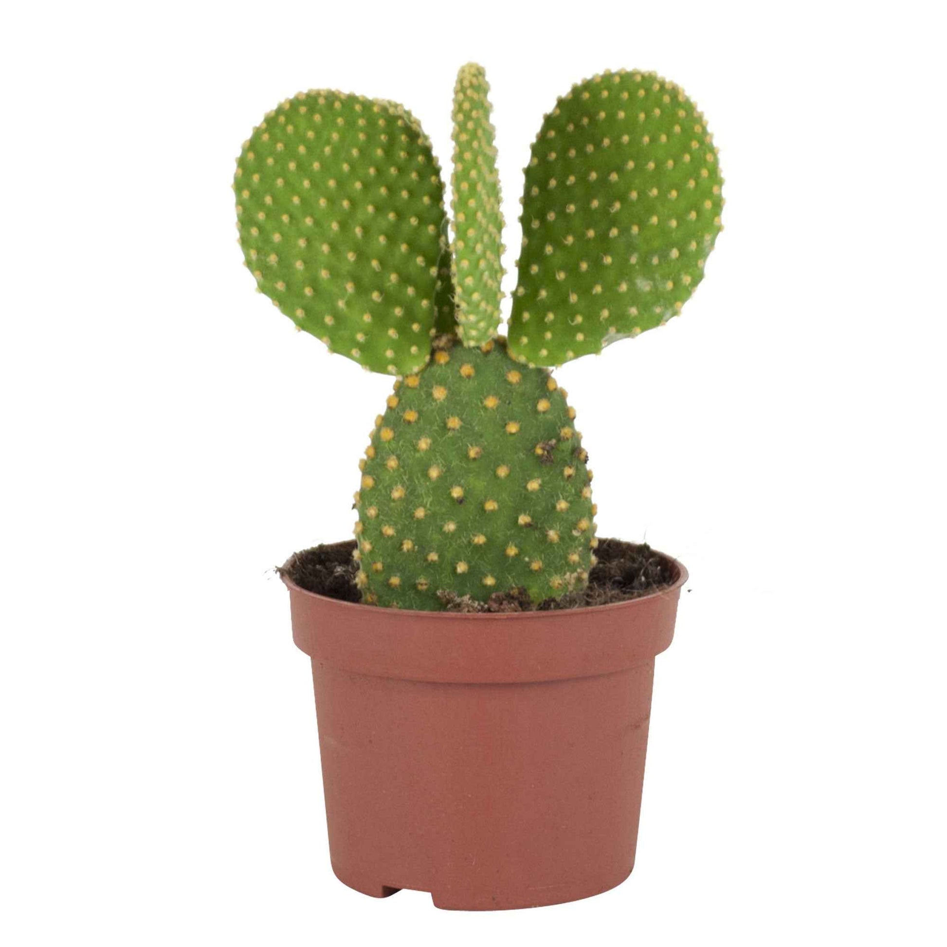 Opuntia microdasys - Schijfcactus Opuntia microdays - Cactussen en vetplanten