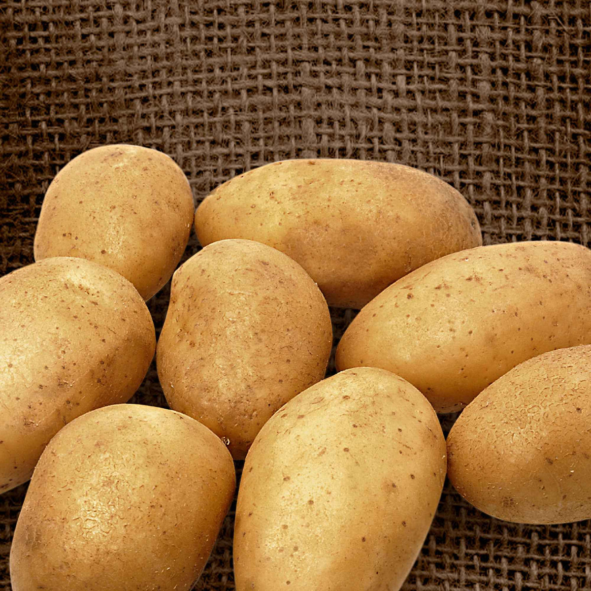 Aardappel 'Wilja' (x25) - Bakker