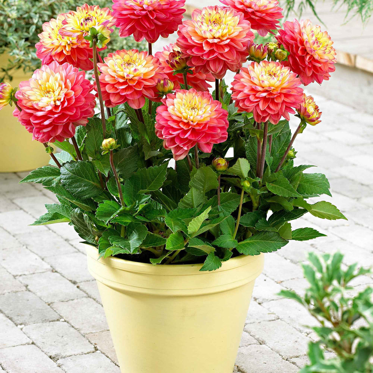 Dahlia 'Melody Allegro' (x3) - Dahlia 'melody allegro' - Bakker