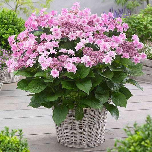 Boerenhortensia 'Doppio Rosa' - Hydrangea macrophylla 'doppio rosa' - Tuinplanten