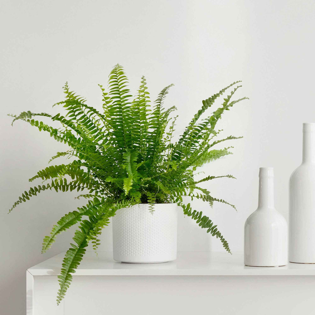 Krulvaren Nephrolepis 'Green Lady' - Bakker