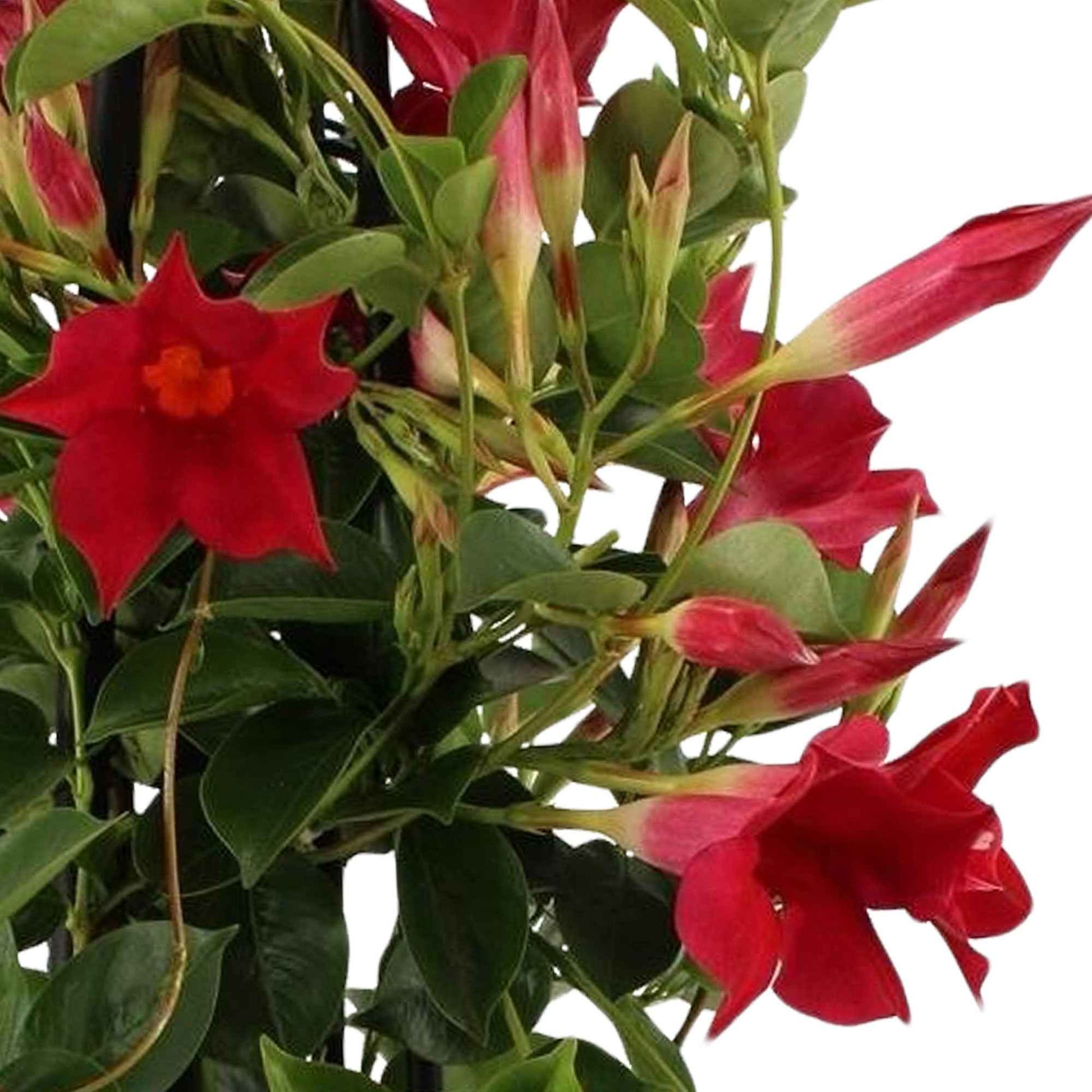 Mandevilla - Chileense jasmijn rood - Chileense jasmijn - Mandevilla
