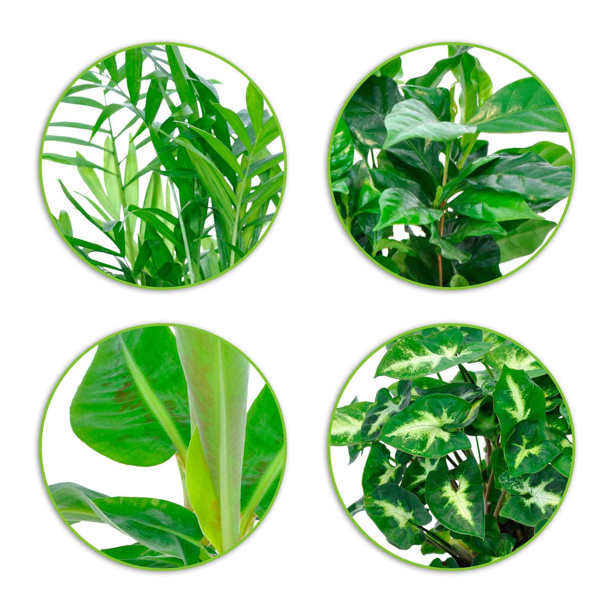 Tropische kamerplanten Mix (x4) - Chamaedorea elegans, Arum syngonium, Musa, Coffea arabica - Bakker