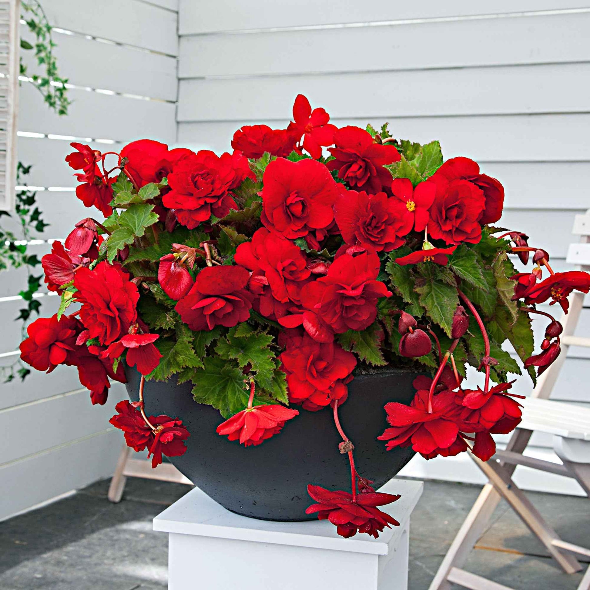 Hangbegonia 'Scarlet' (x5) - Begonia pendula 'scarlet' - Bakker