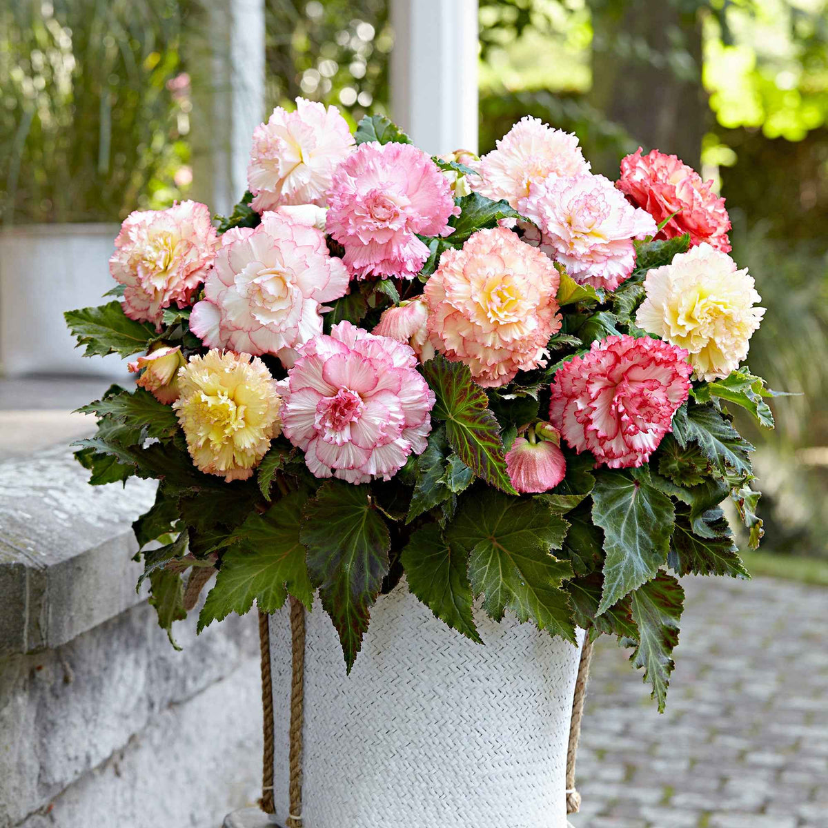 Begonia - Mix 'Samba' (x5) - Begonia x tuberhybrida 'samba' - Bakker