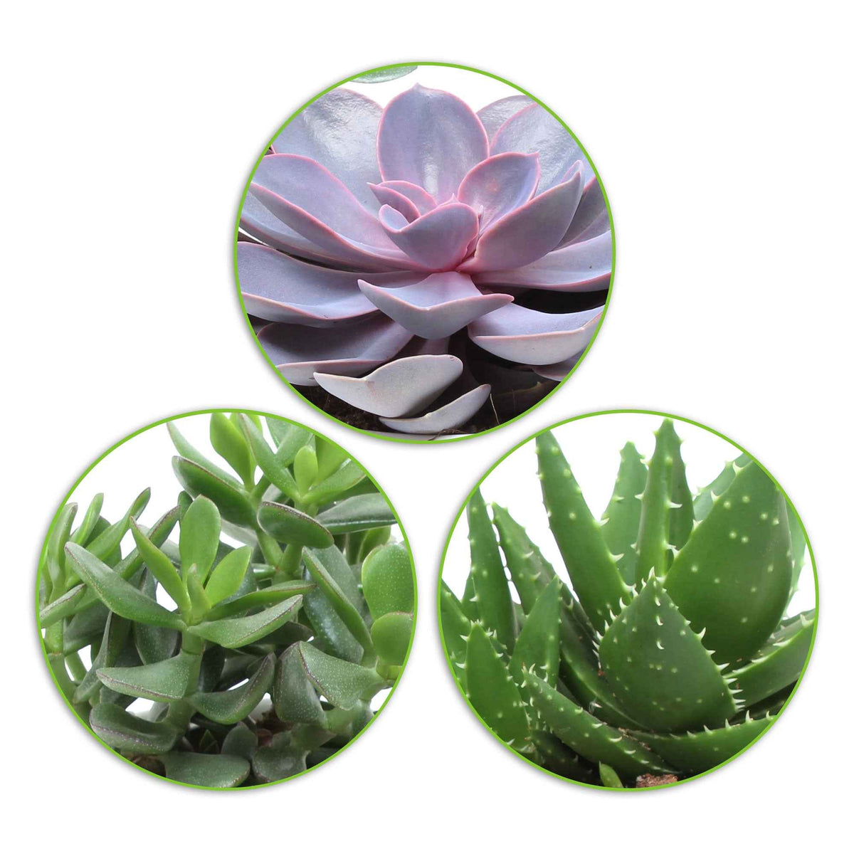 Aloe Perfoliata, Echeveria 'Purple Pearl', Crassula 'Minova Magic' - Succulent Mix - Crassula 'Minova Magic' + 2 Gasterias - Cactussen en vetplanten