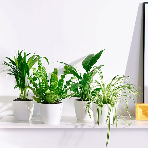 Luchtzuiverende planten incl. Elho sierpotten Wit (x4) - Dypsis, Chlorophytum, Asplenium, Spathiphyllum