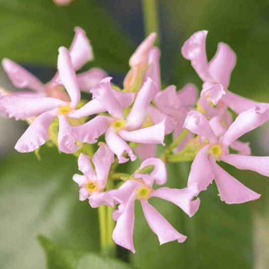 Toscaanse Jasmijn 'Star of Ibiza' - Trachelospermum jasminoides 'star of ibiza' - Tuinplanten