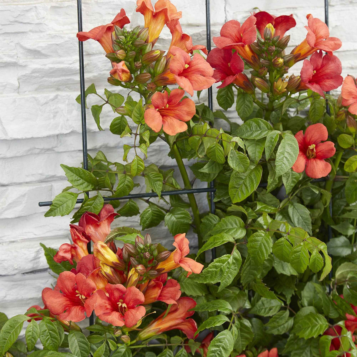 Campsis x tagliabuana 'fire trumpet' - Trompetbloem 'Fire Trumpet' - Campsis - Trompetklimmer