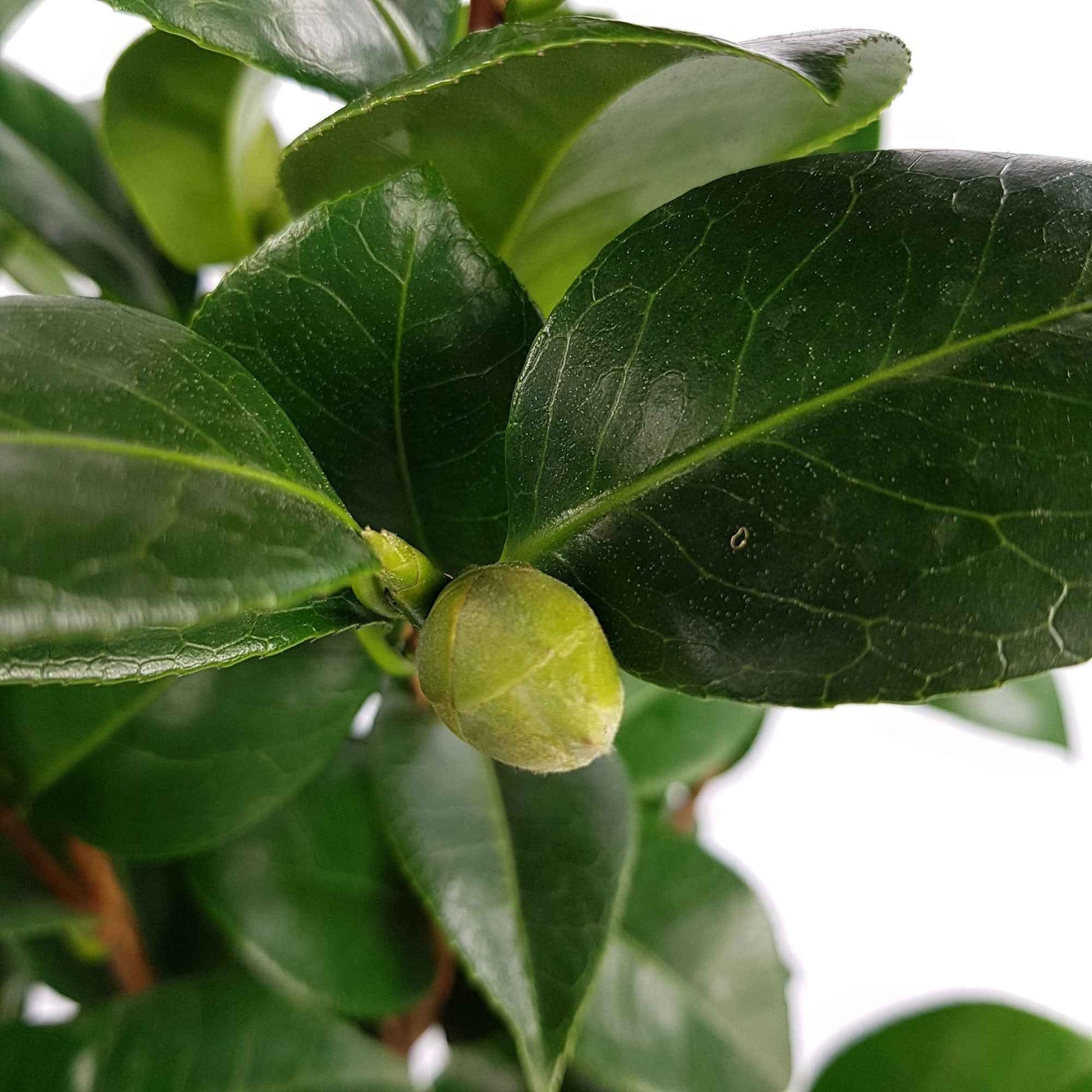 Camelia 'Nuccio’s Cameo' - Camellia japonica 'nuccio's cameo' - Bakker