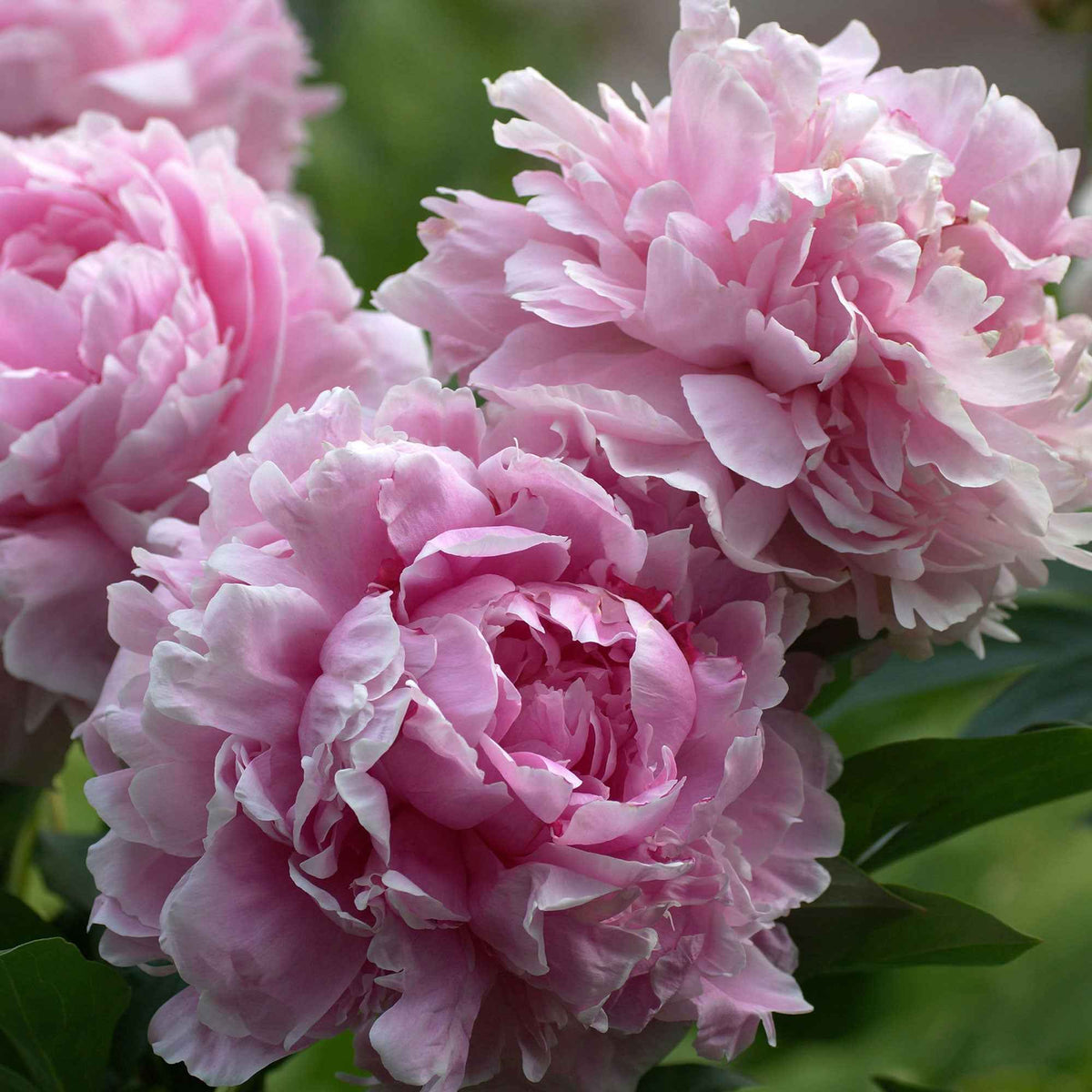 Pioenroos 'Sarah Bernhardt' - Paeonia x lactiflora Sarah Bernhardt - Bakker