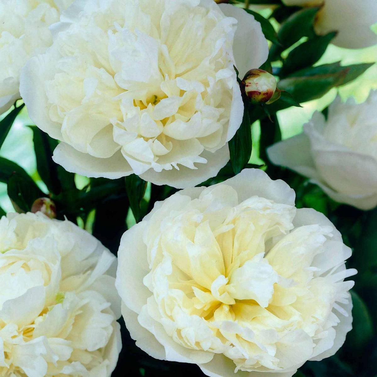Paeonia lactiflora Duchesse de Nemours - Pioenroos 'Duchesse de Nemours' - Pioenrozen