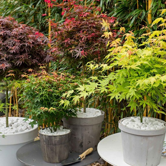 Japanse esdoorn - Mix 'Colorful Leaves' (x4) - Acer palmatum 'orange dream', 'atropurpureum', 'little princess', 'ka - Tuinplanten