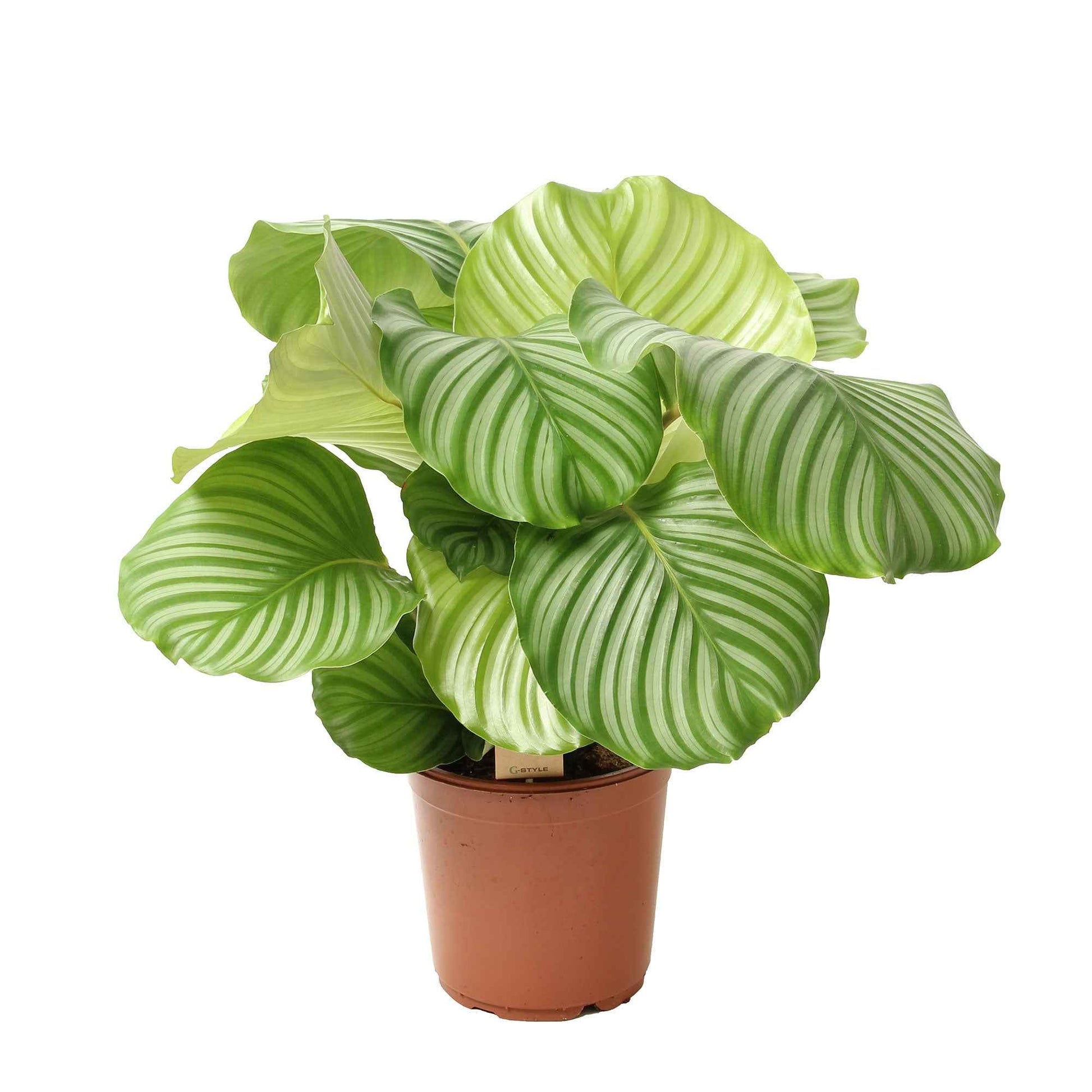 Bidplant Calathea orbifolia - Bakker
