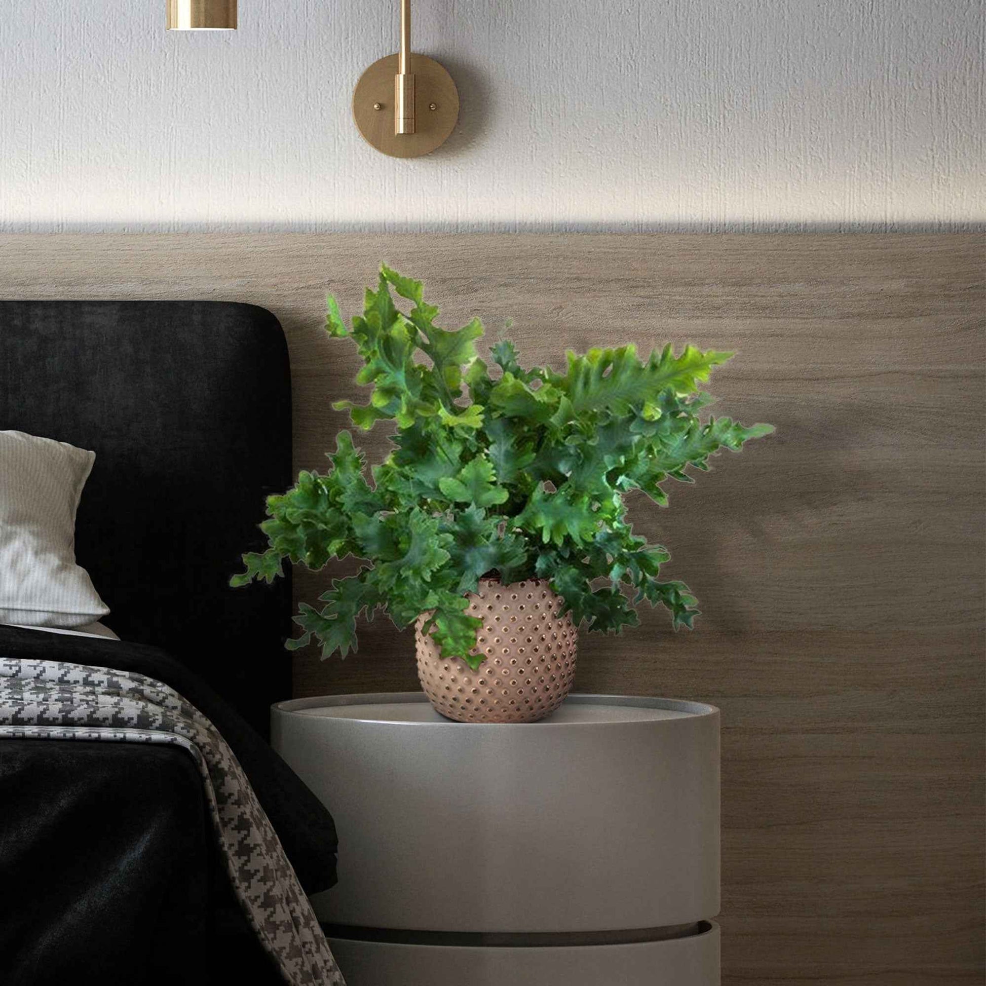 Blauwvaren Phlebodium 'Davana' - Bakker