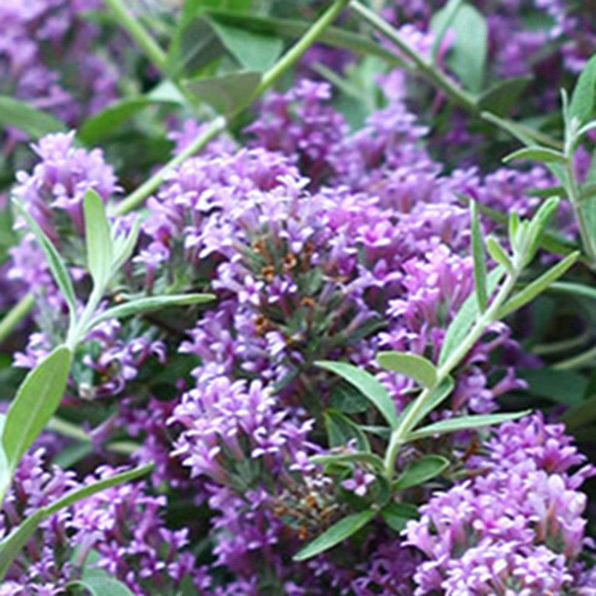 Vlinderstruik 'Unique' - Buddleja alternifolia 'unique' - Bakker