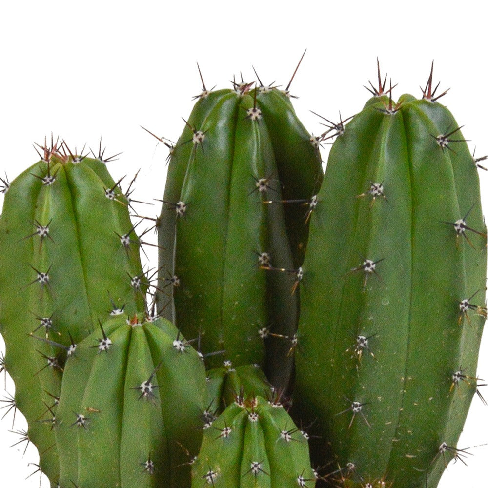 Polaskia chichipe - Zuilcactus Polaskia chichipe - Cactussen en vetplanten