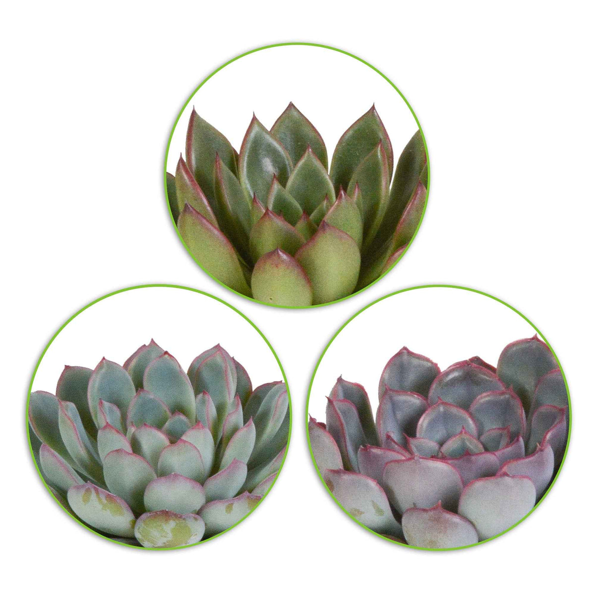 Succulent Echeveria Mix (x3) - echeveria 'apus' ,'mira' & 'hercules' - Bakker
