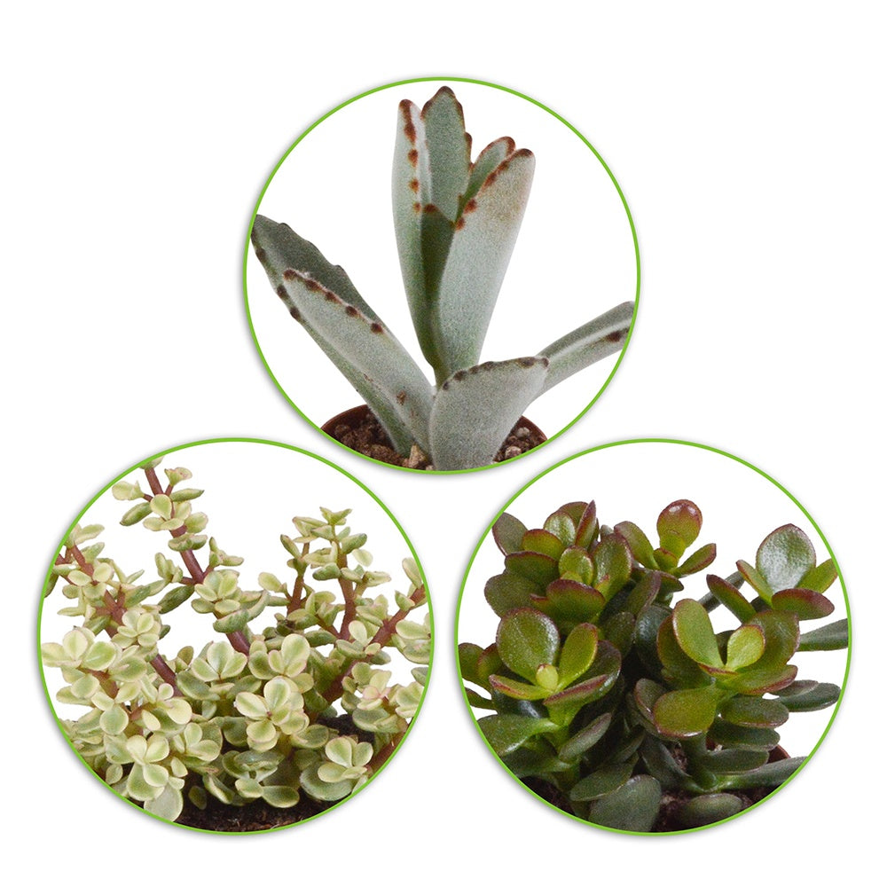Succulent Mix - Crassula , 2 Echeveria , Portulacaria Afra, Kalanchoe Tomentosa