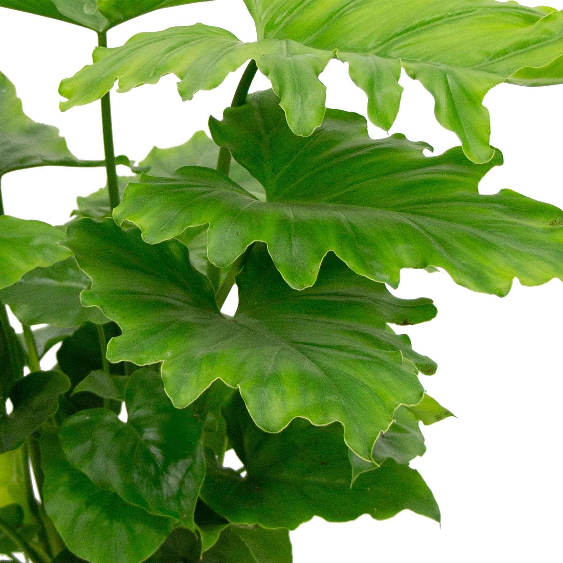 Philodendron shangri la - Philodendron Monstera Shangri La - Philodendron