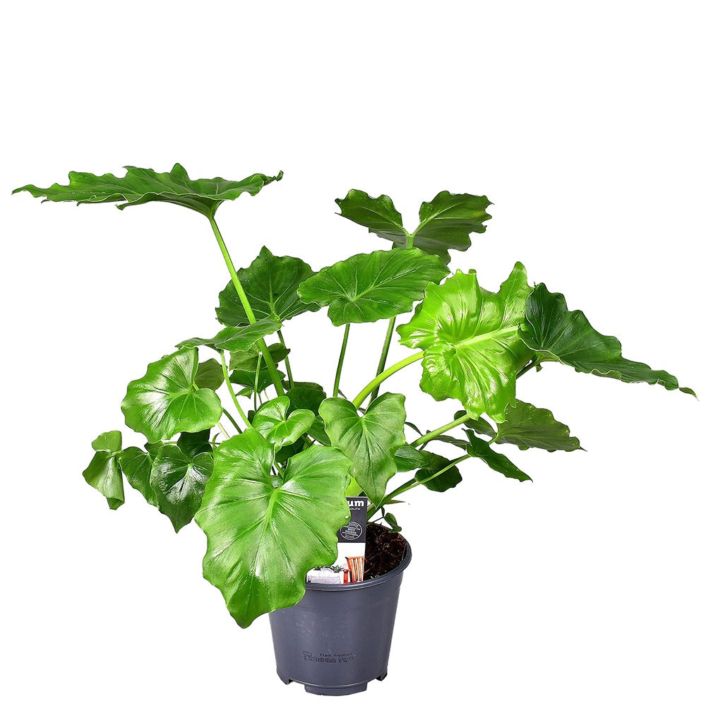 Philodendron - Philodendron Monstera Shangri La - Philodendron shangri la