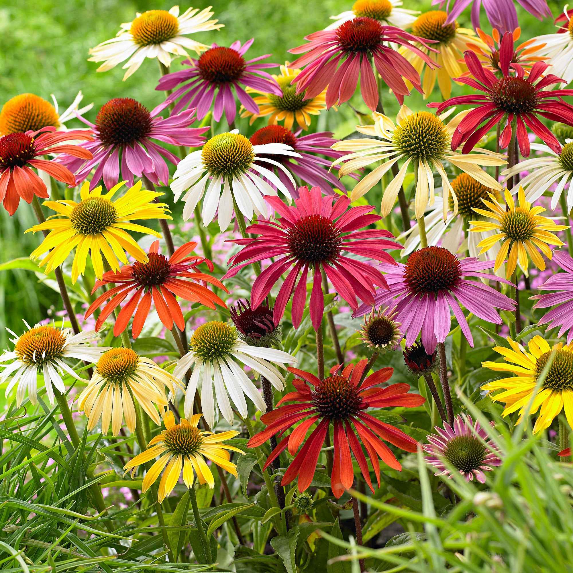 Zonnehoed + Rudbeckia - Mix (x10) - Echinacea purpurea, Rudbeckia Goldsturm 