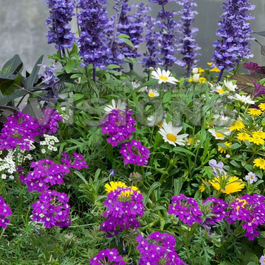 Tuinplanten - Mix 'Bee Friendly' (x3) - Salvia, verbena, bidens - Tuinplanten