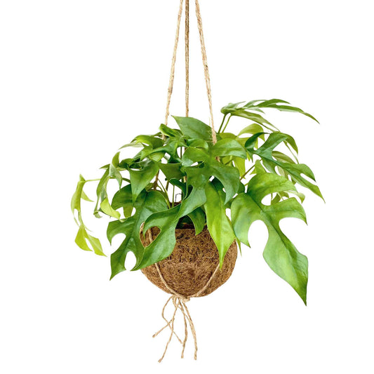 Kokodama Gatenplant Monstera minima incl. kokopot - Bakker
