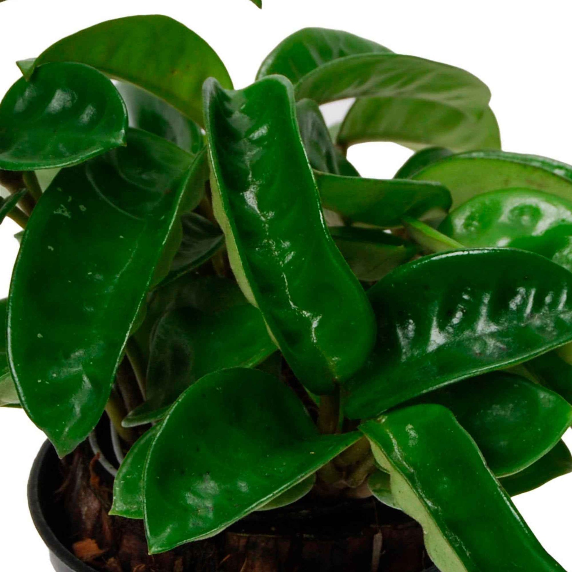 Wasbloem Hoya 'Krinkle'  - Hangplant - Bio - Hoya carnosa krinkle - Bakker