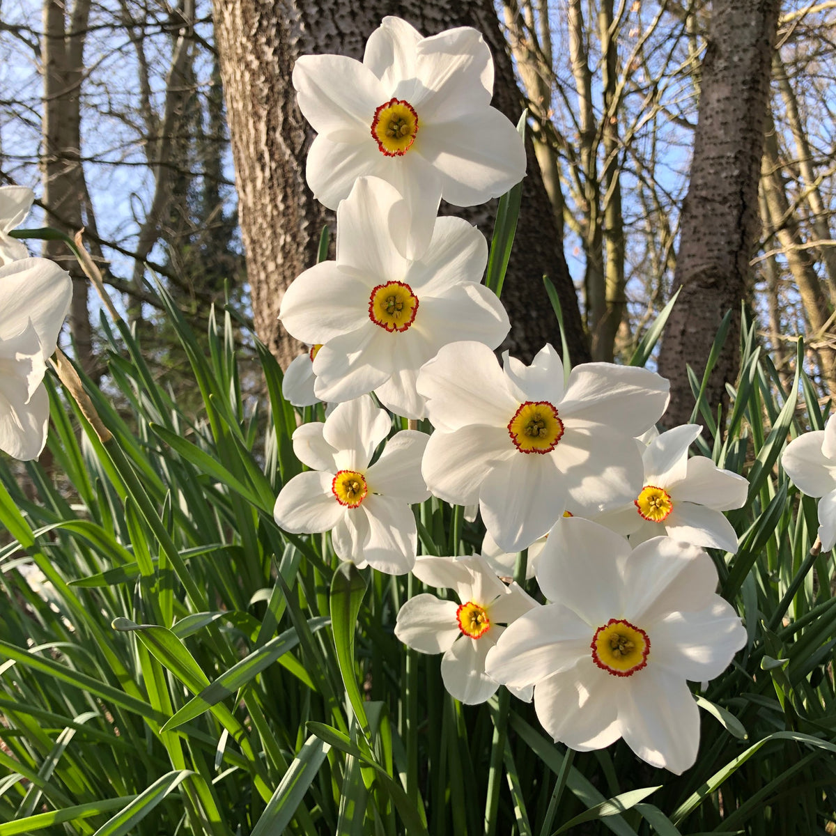Narcissen poeticus 'Actea' (x10) - Narcissus poeticus Actea - Bakker