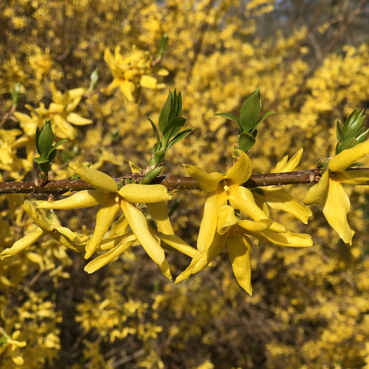 Forsythia x intermedia Spectabilis - Chinees klokje 'Spectabillis' - Heesters