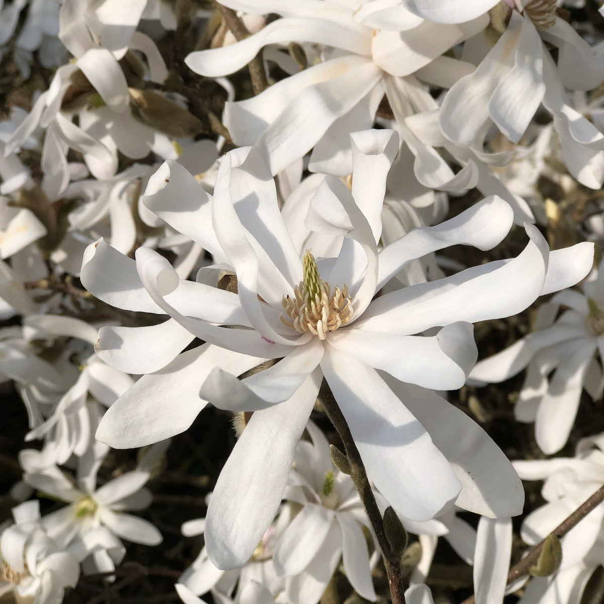 Stermagnolia - Bakker