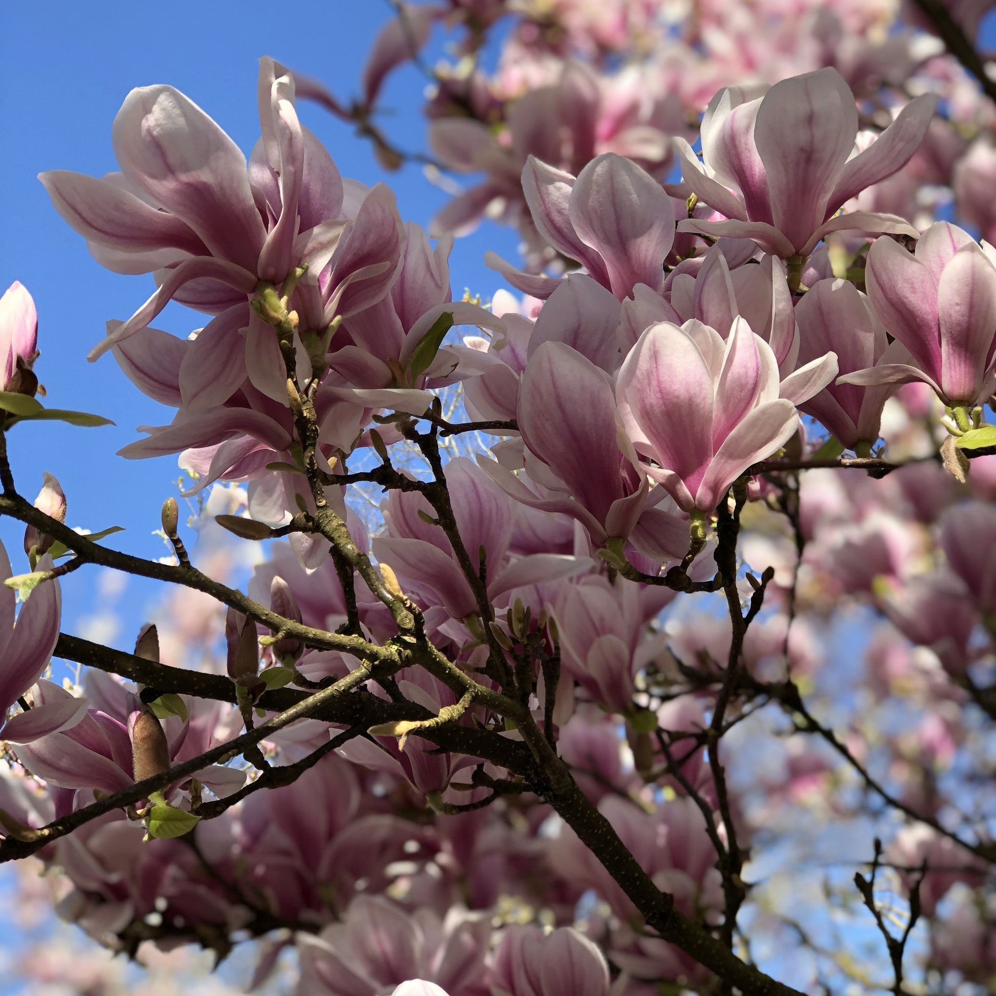 Magnolia - Magnolia soulangeana - Bakker