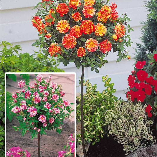 Stamroos Mix 'Armida' + 'Mousha' (x2) - Bakker