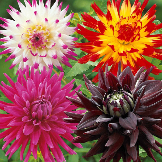 Cactus Dahlia Mix (x8) - Bakker