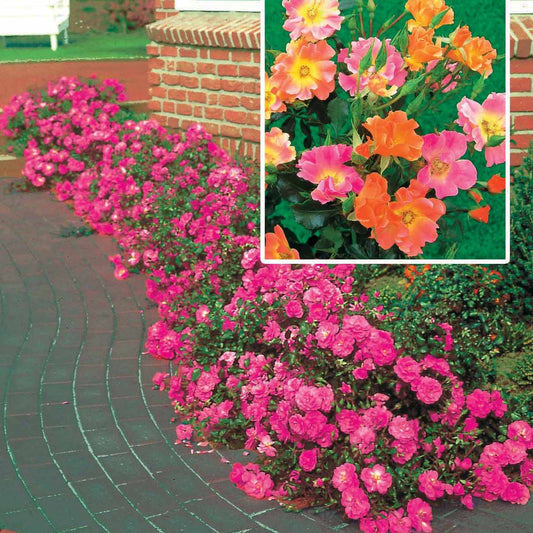 Bodembedekkende roos Mix 'Happy Chappy' + 'Mirato' (x6) - Bakker