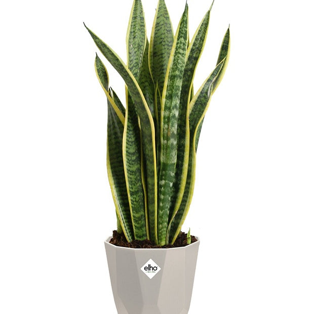 Verkoop Elho Bloempot B for rock - warm grijs
