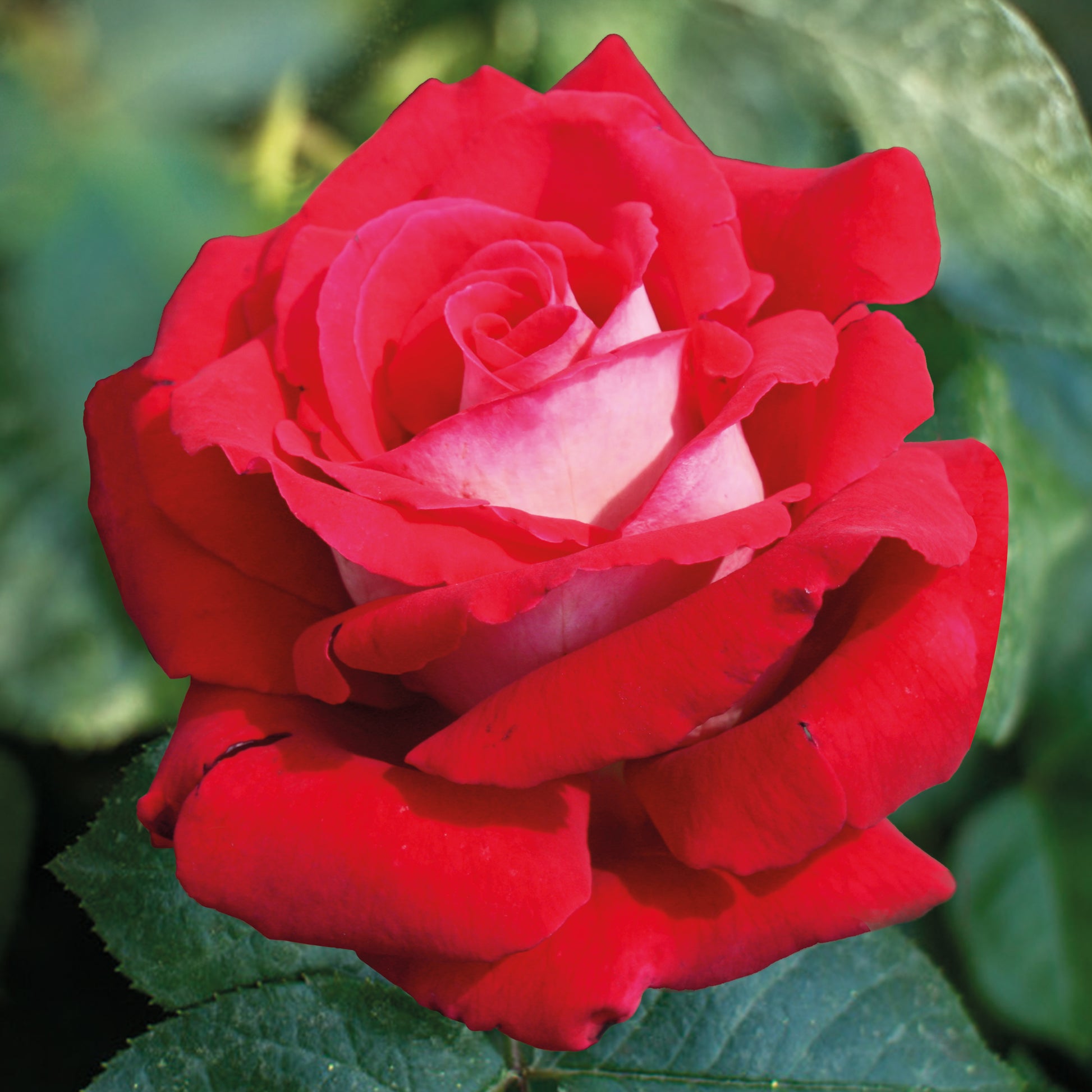 Roos 'Osiria' - Rosa Osiria - Bakker