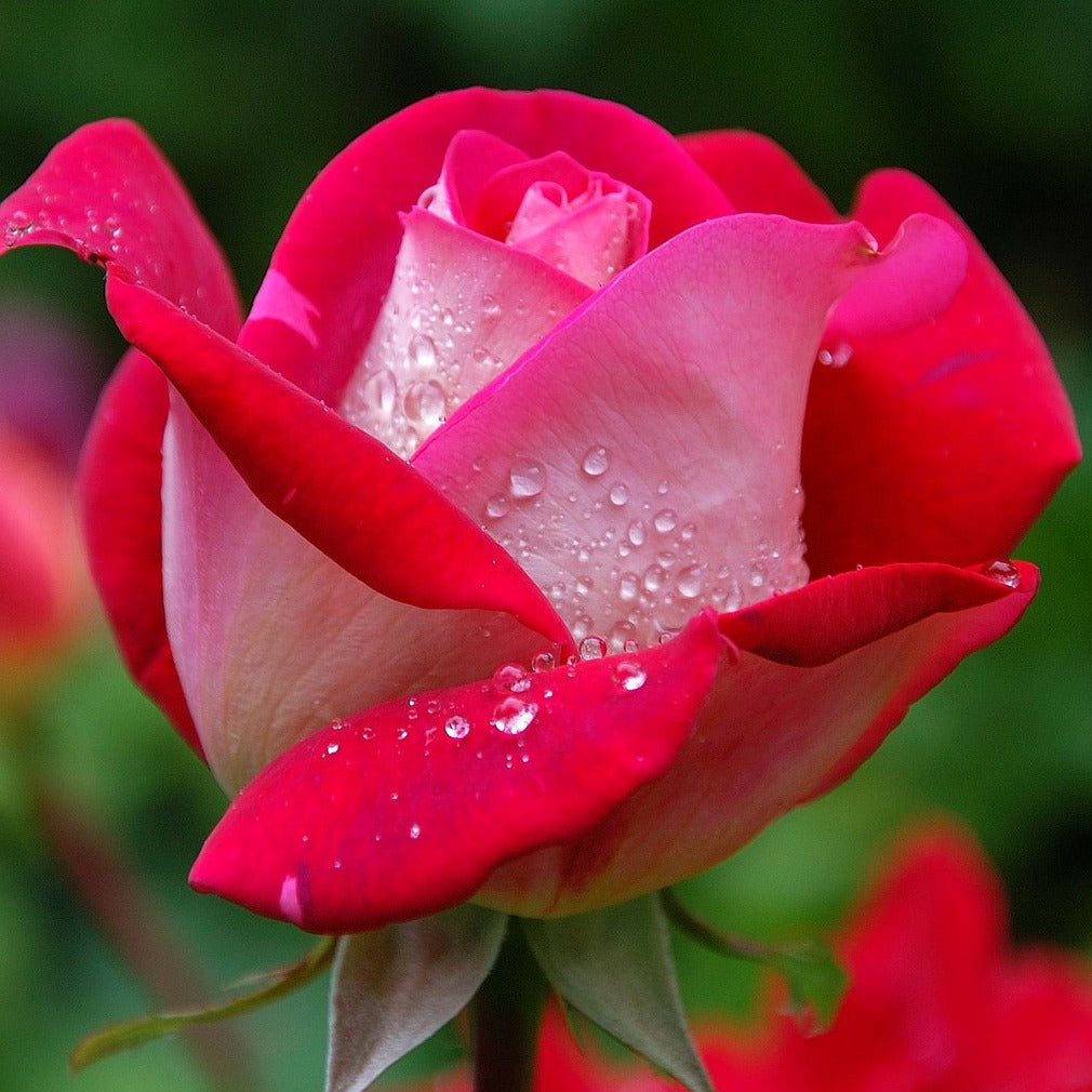 Rosa Osiria, Malaga, Blue moon, La magie du Parfum, Whisky, Famosa, Double Delight - Rozenmix - Rozen - Naakte wortels