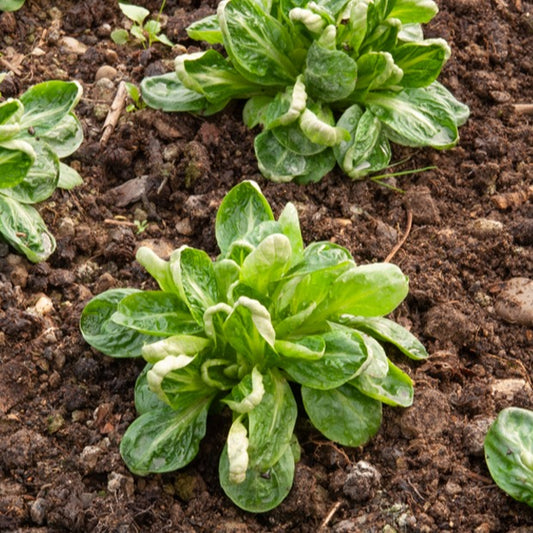 Kropsla 'Groene van Louviers' - Bakker