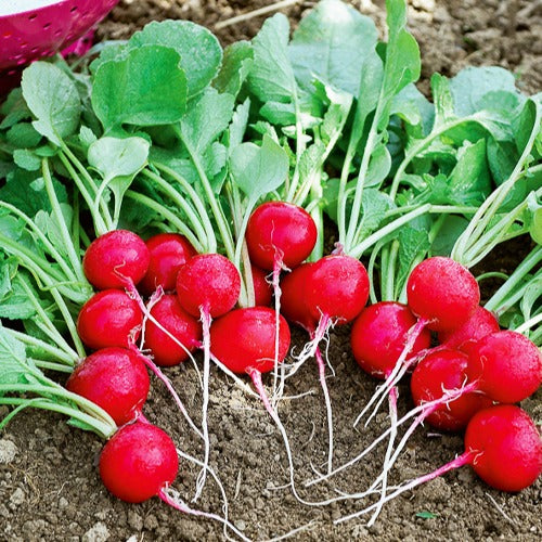 Kers radijs - Raphanus sativus cerise - Bakker