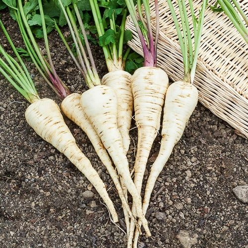 Pastinaak 'Demi-Long De Guernsey' - Pastinaca sativa demi-long de guernesey - Bakker