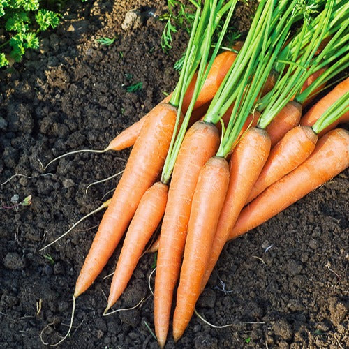 Moestuinzaden - collectie van zaden voor de moestuin -