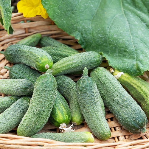 Augurk 'Petit de Paris' - Cucumis sativus vert petit de paris - Bakker