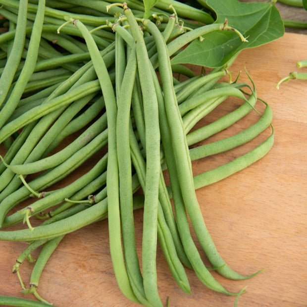Phaseolus vulgaris braimar - Sperzieboon 'Braemar' - Bonenzaden