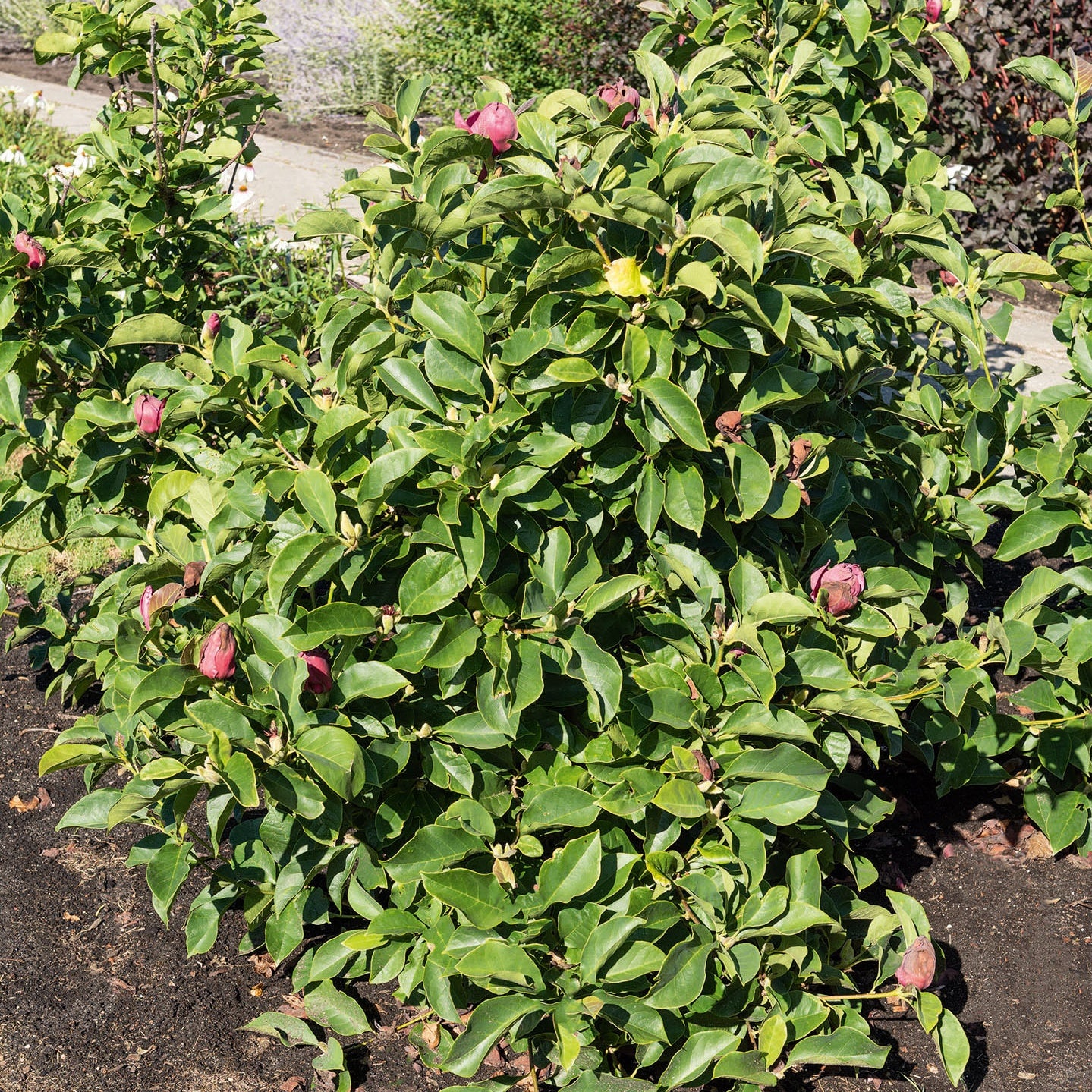 Magnolia 'Genie' - Magnolia Genie - Bakker