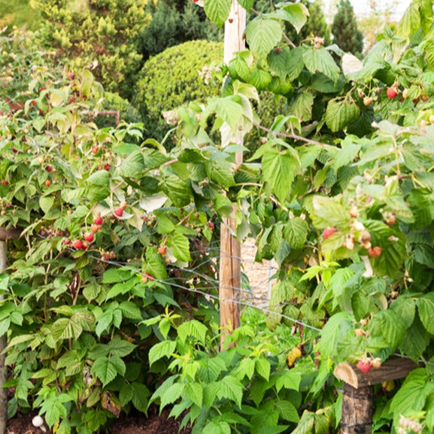 Framboos 'Sumo 2' (x2) - Rubus idaeus Sumo 2 - Bakker