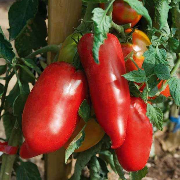 Tomaat 'Cornue des Andes - Bakker