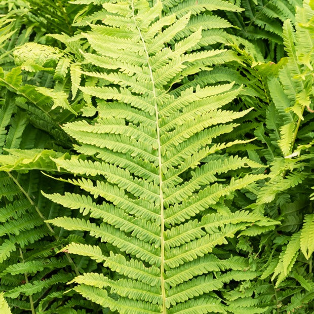 Struisvaren (x2) - Vaste planten - Bakker